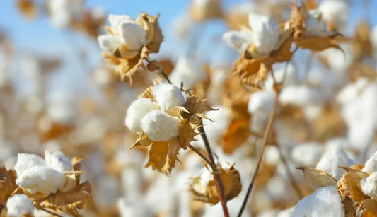 Tessuti: Cotone Pima®