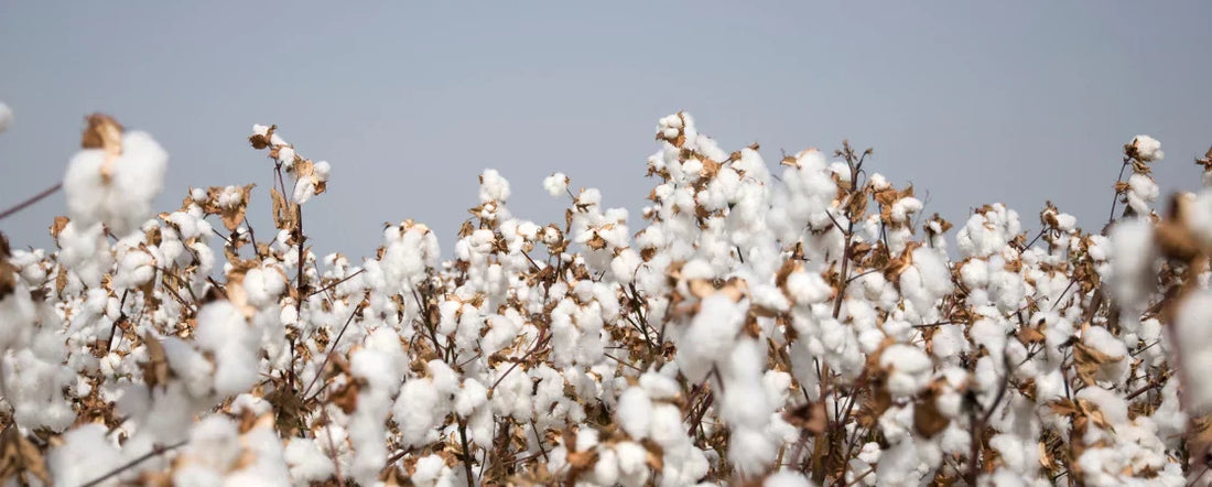 Tessuti: Cotone Supima®