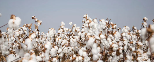 Tessuti: Cotone Supima®