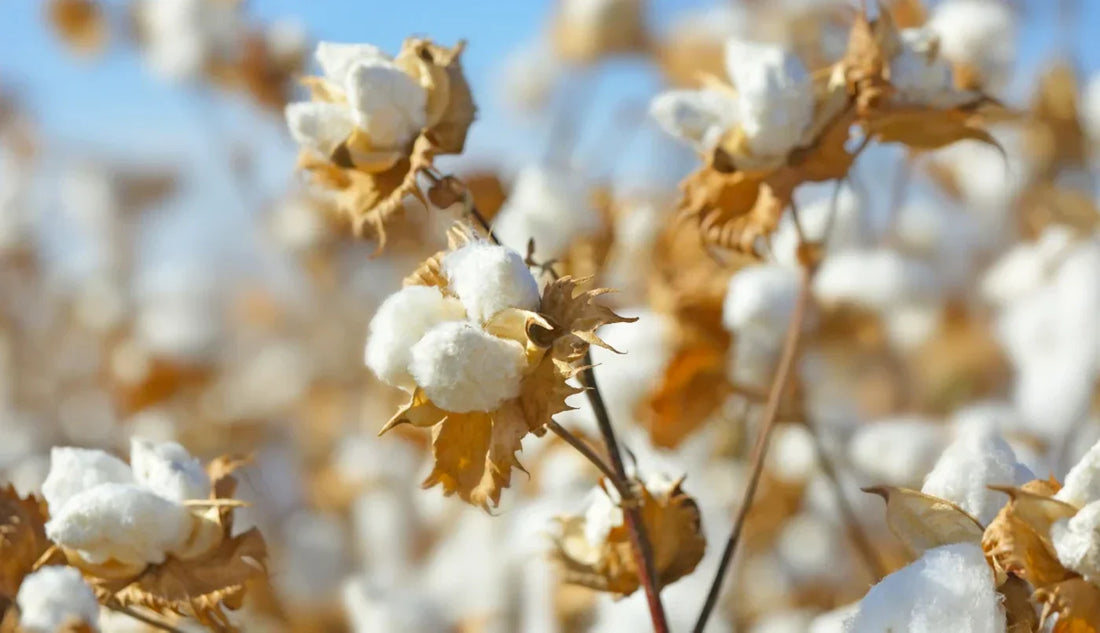 Tessuti: Cotone Pima®