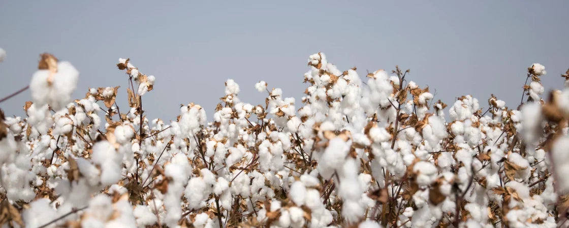 Tessuti: cotone supima®